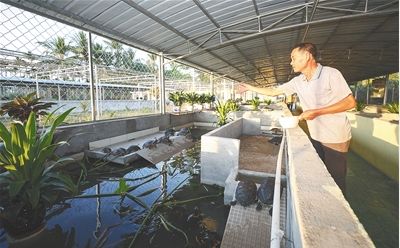 巴西龟在我国泛滥成灾，危害不输印度恒河鳖，我国吃货：能吃吗