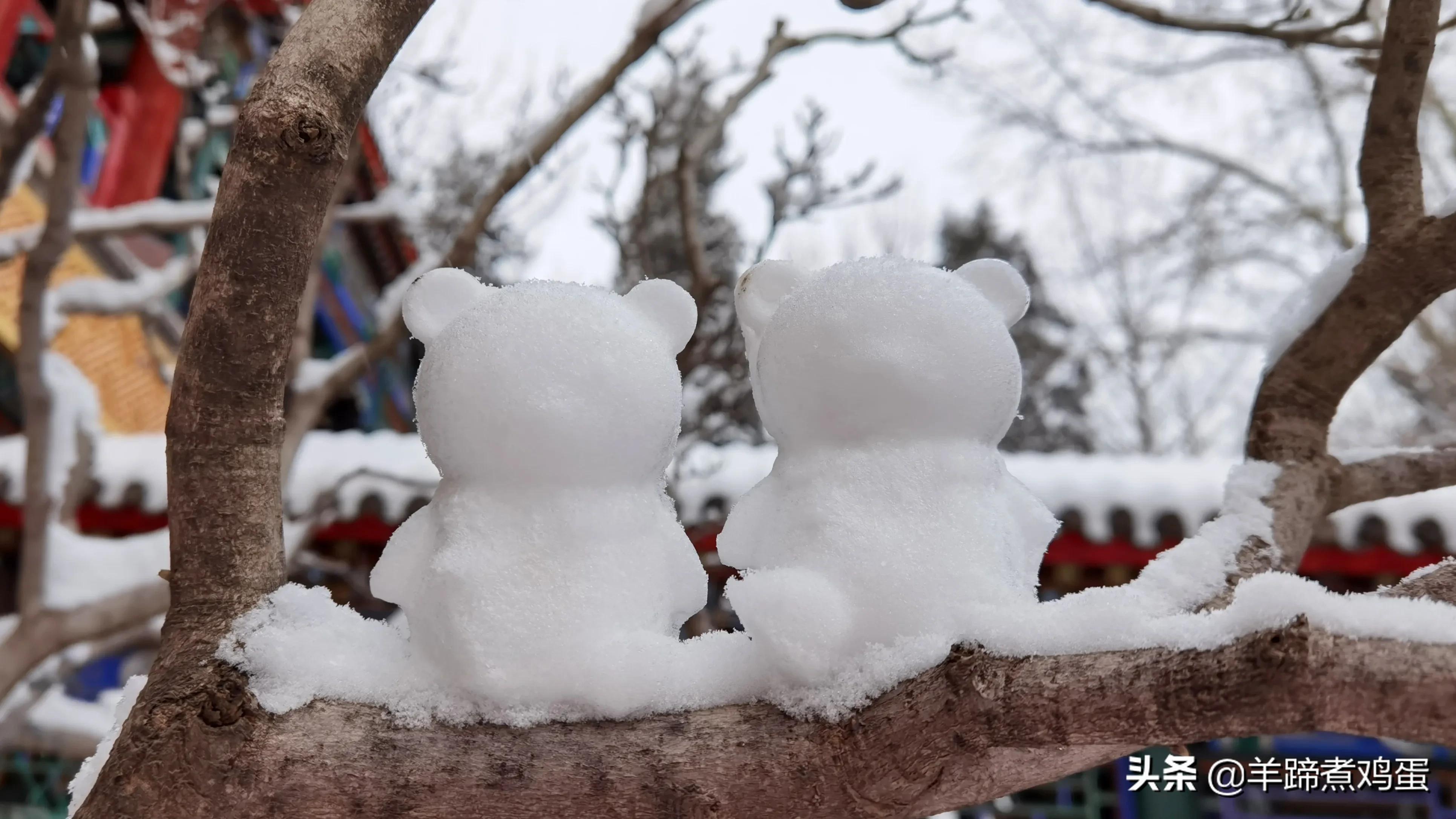 难览观园全画景雪覆腊梅一隅香——踏雪寻游北京大观园