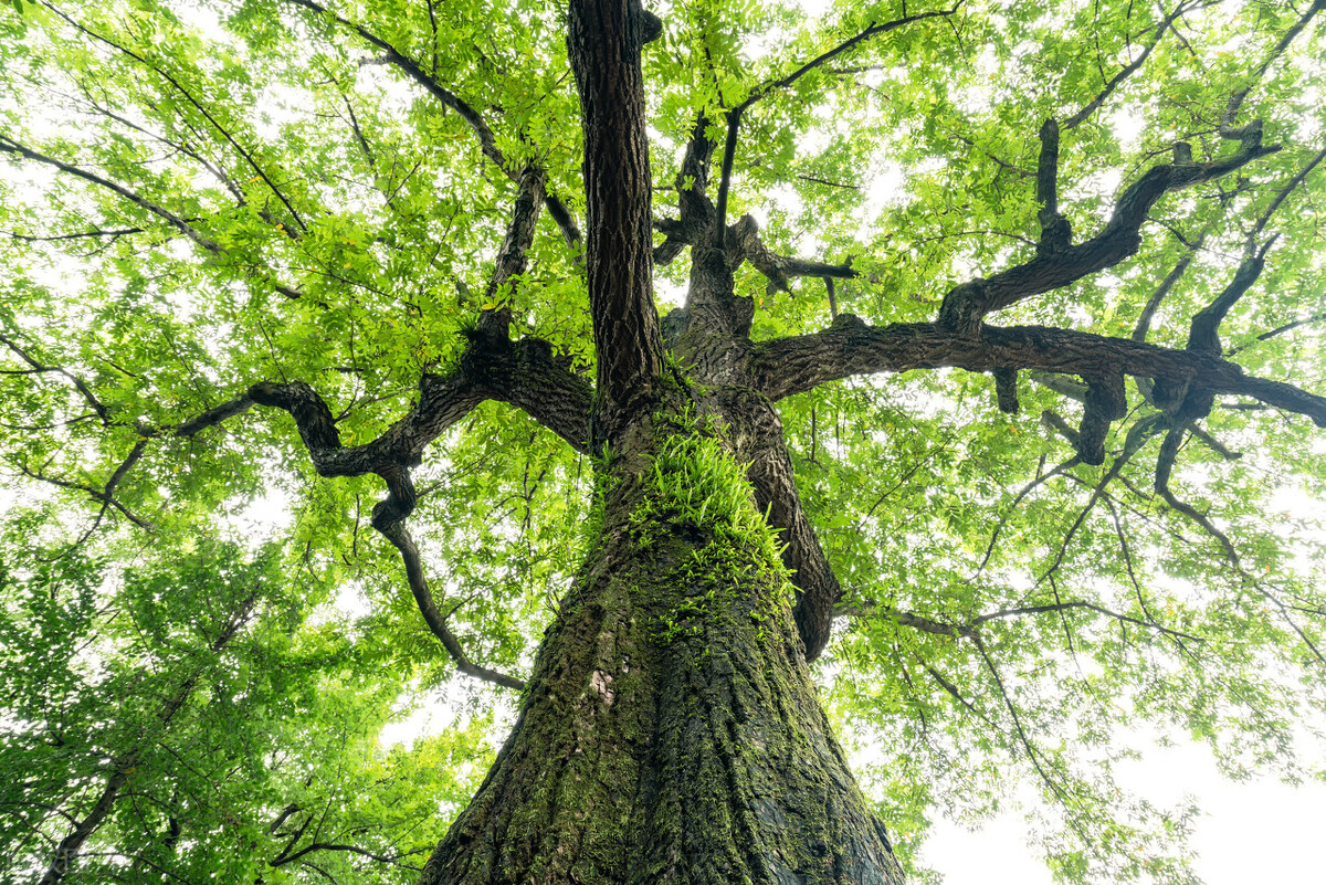 写给父亲的诗和歌