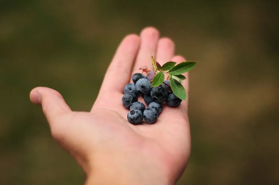 100克蓝莓的营养成分(这个天然护眼水果你知道吗？你没有理由不爱)