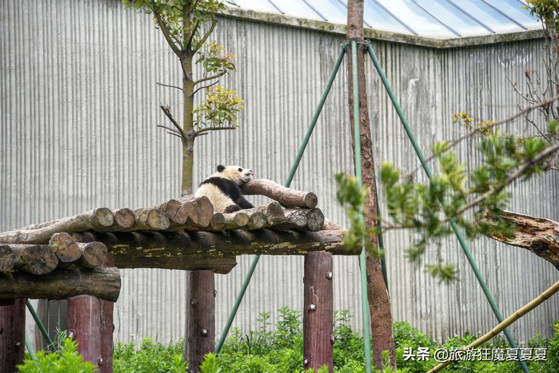 成都熊猫基地在哪,成都熊猫基地在哪里