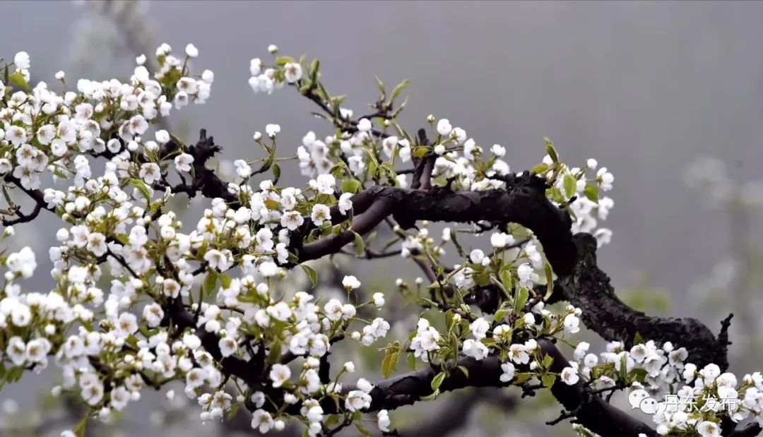丹东这一地儿入选全国十大赏樱地！赏花攻略提前收藏