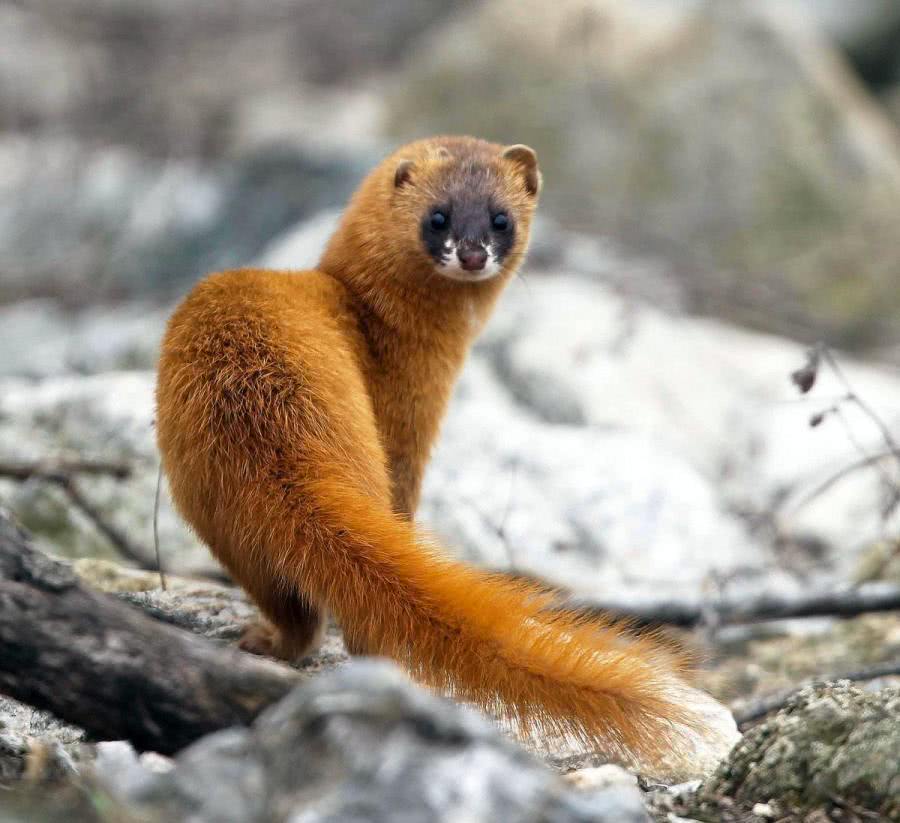 九岁那年我遇到了两只黄鼠狼