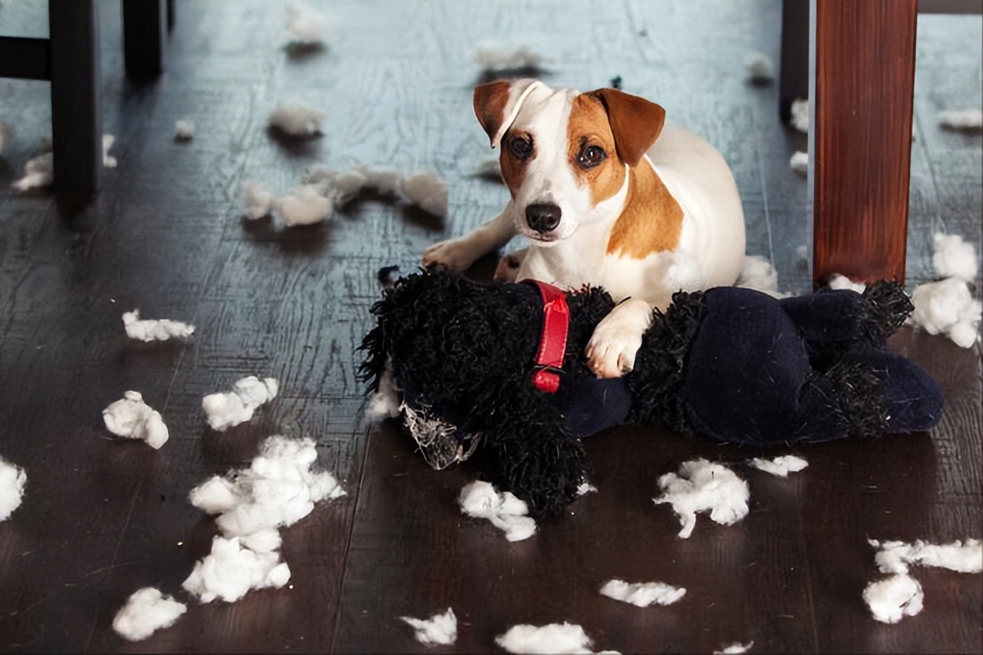 狗狗1岁=人7岁？那你大错特错了，附上最新的年龄换算表