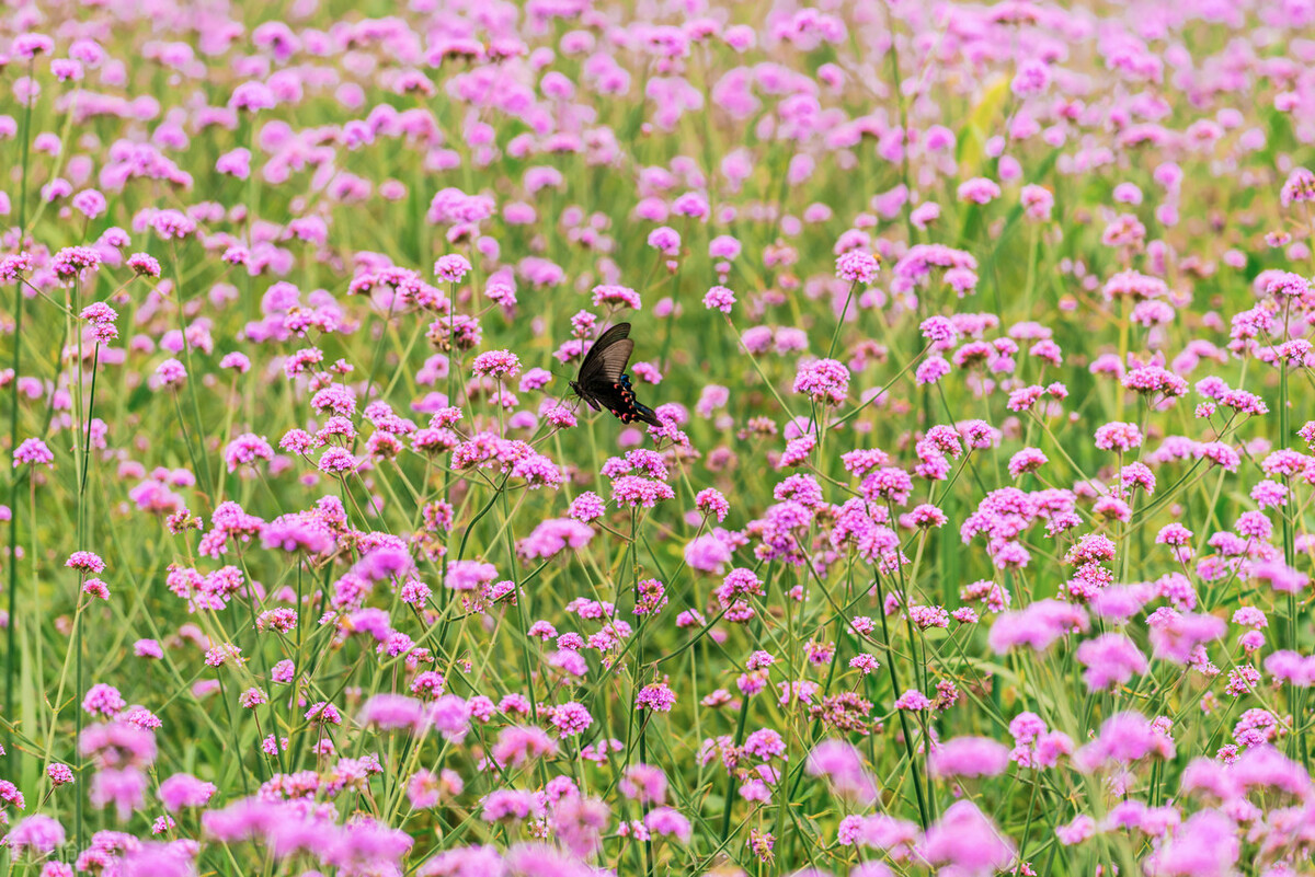 关于成长的唯美句子