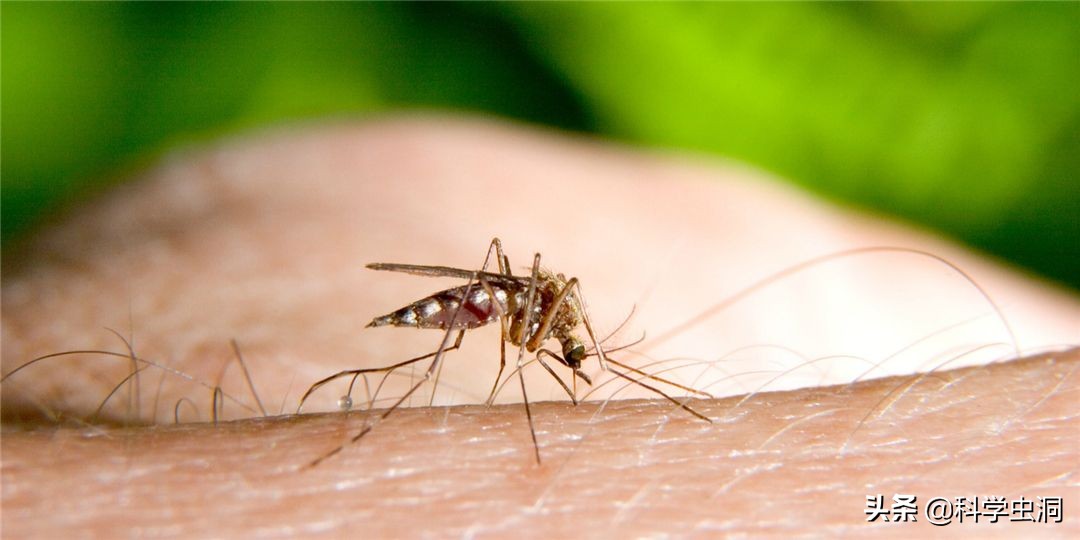 杀人最多的七种动物，第一种蚊子每年致死超72万人，你认识几种？