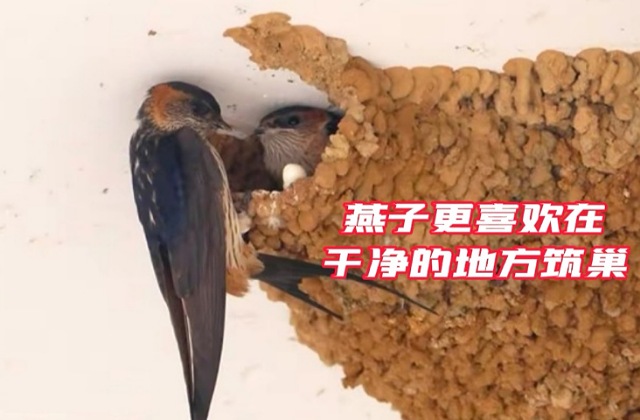 在农村，燕子怎样确定垒窝地址？说来你可能不信，你我也有参与