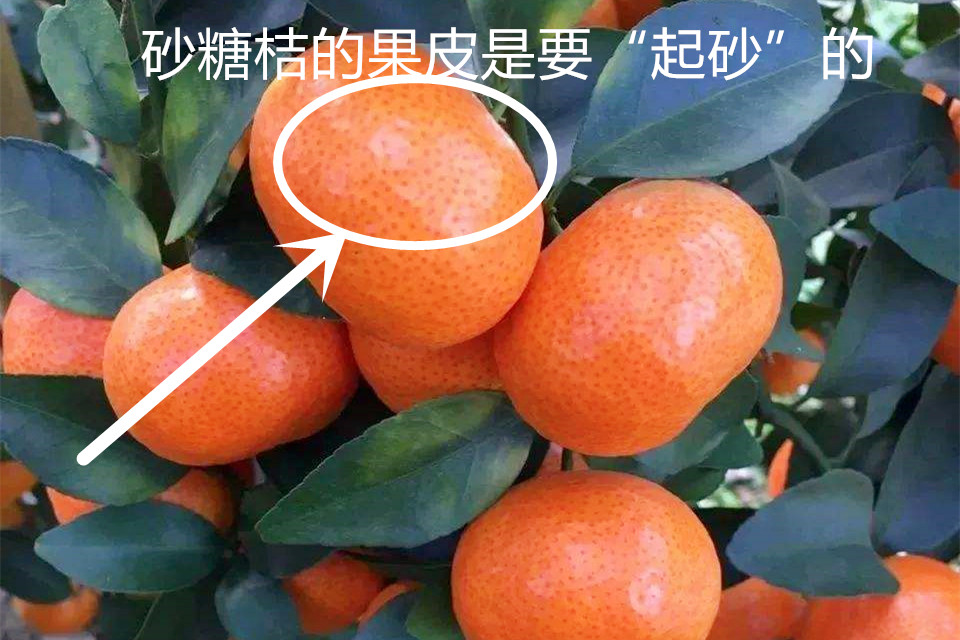 不是所有的小橘子都是“砂糖桔”，教你几招区别，买的时候多留心