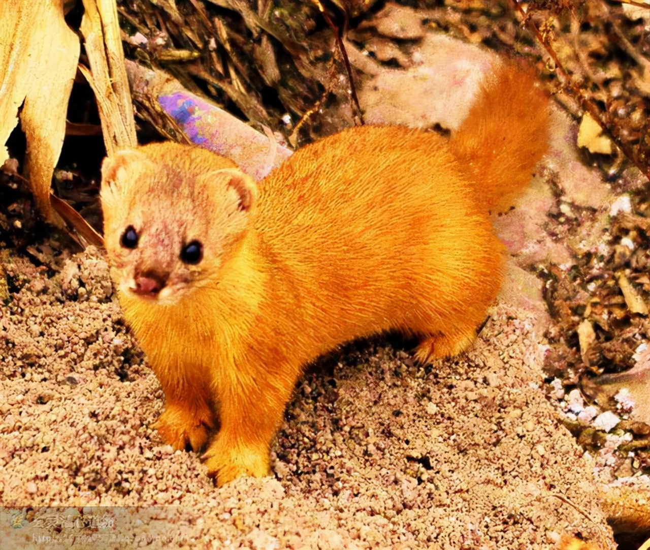 九岁那年我遇到了两只黄鼠狼