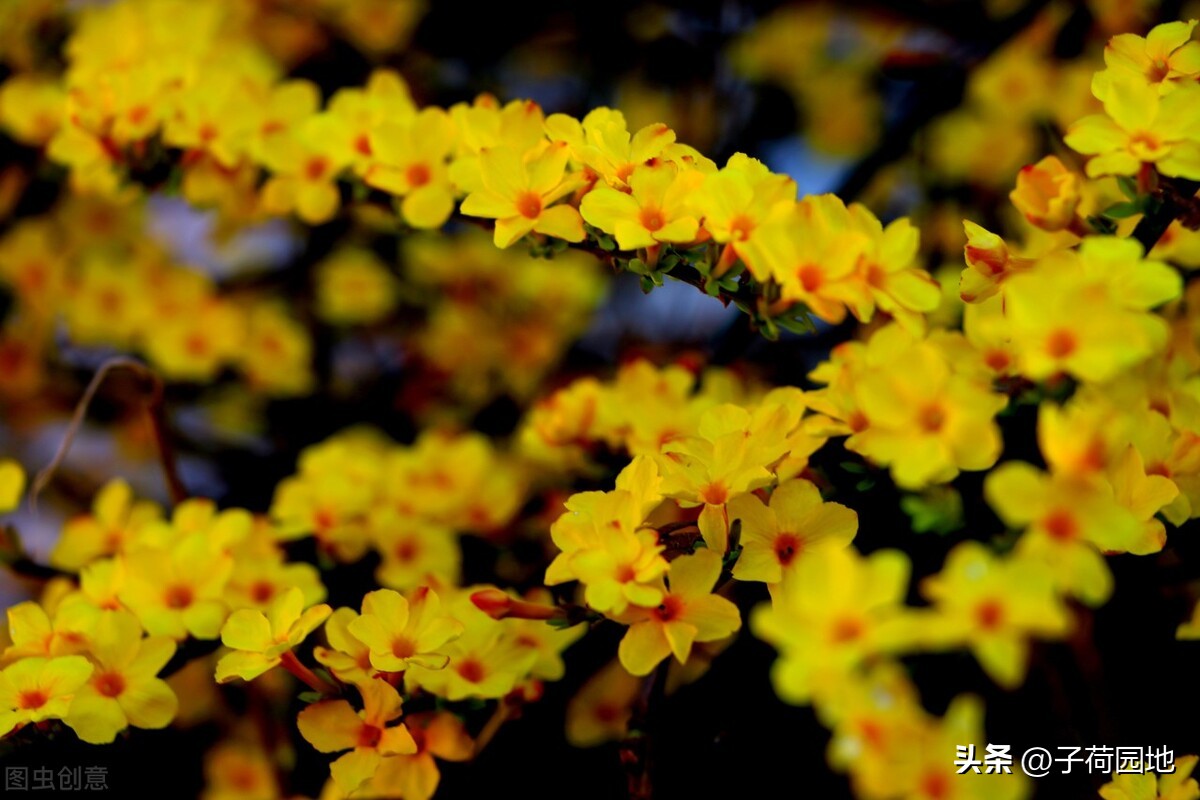 迎春花开放的样子图片