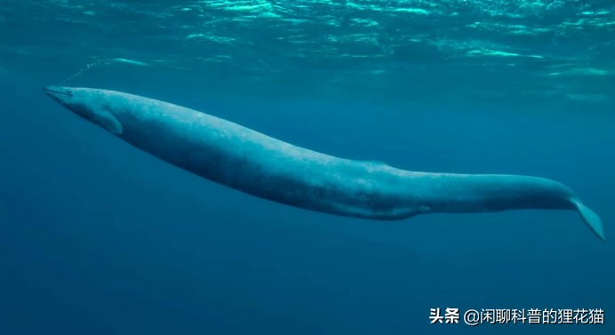 盘点史前海洋十大巨兽，从寒武纪走过始新世，每个时代顶级捕食者