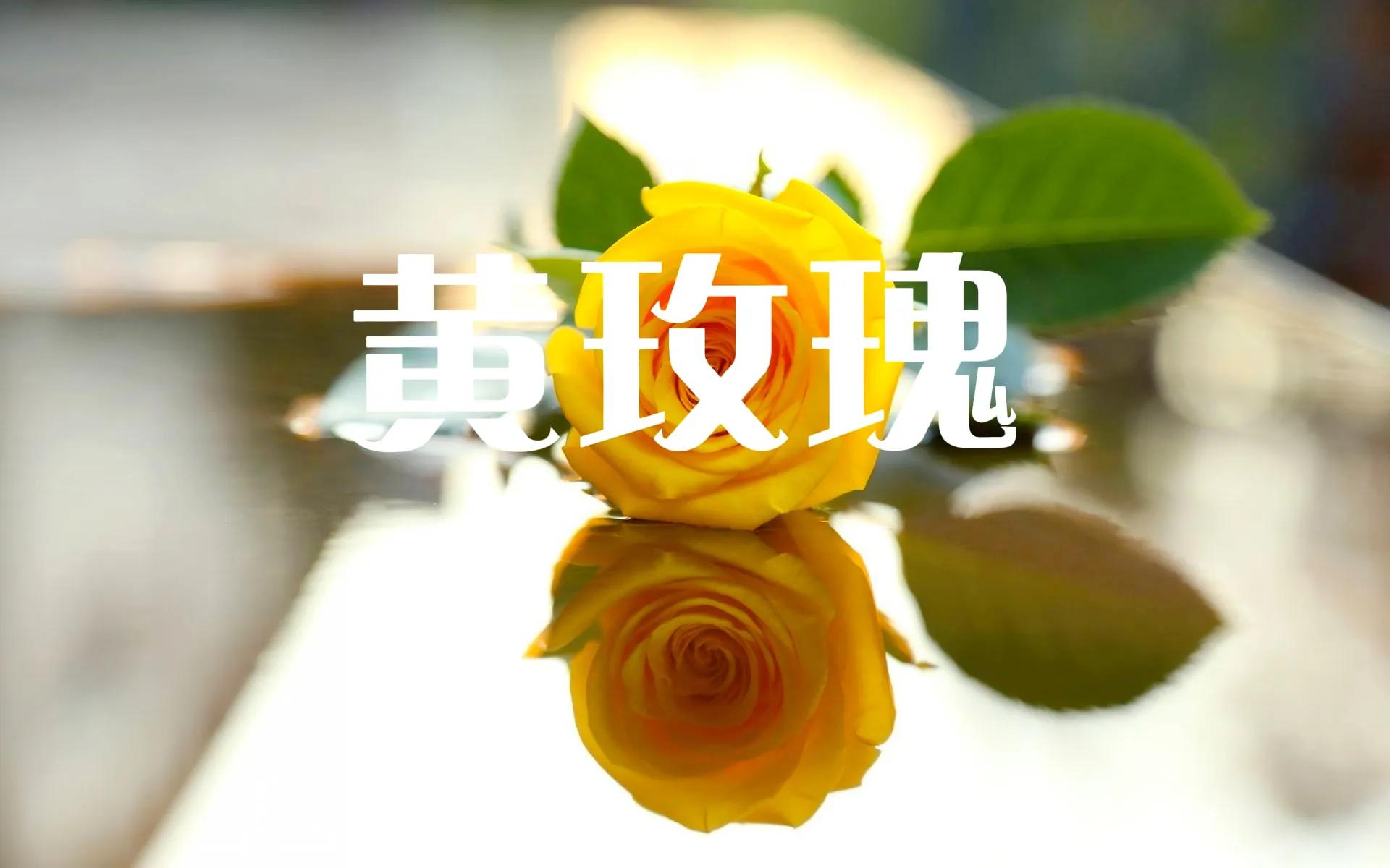 红色玫瑰花语（干货分享玫瑰花代表的含义大全）