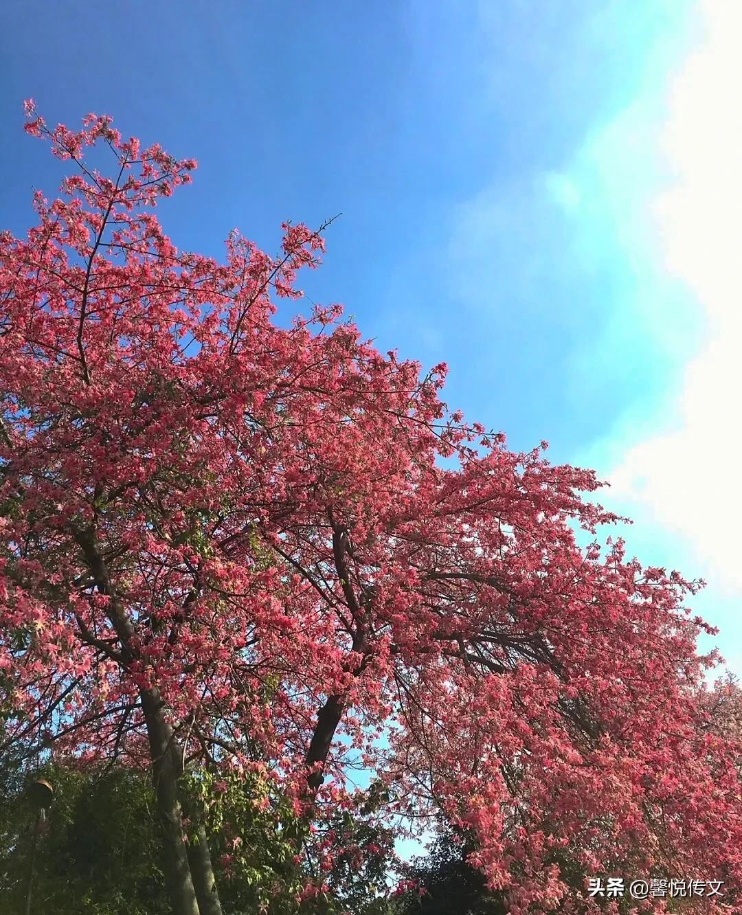 唯美背景图：窗外日光弹指过，席间花影坐前移