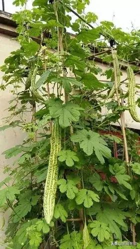 苦瓜叶子发黄的原因及防治方法（苦瓜叶片边缘发黄枯焦）-大连信息网