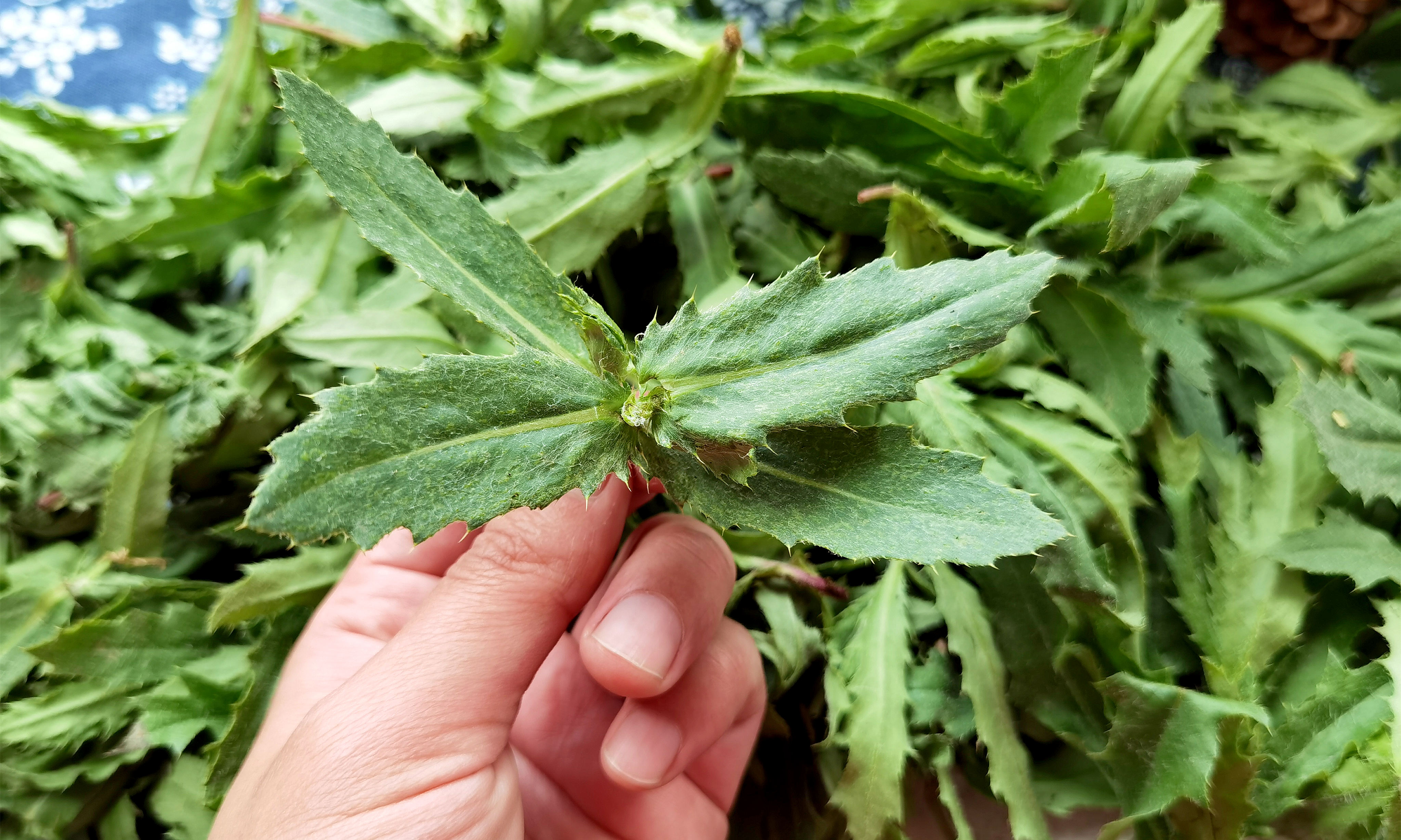 刺儿菜功效和吃法(教你做出鲜嫩营养的刺儿菜)