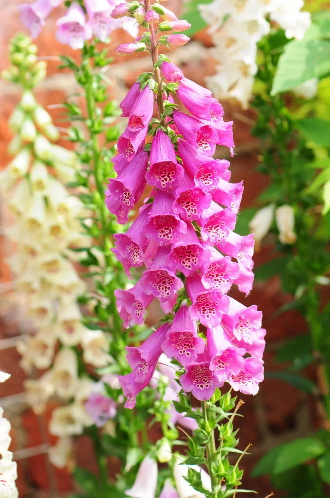 花朵美图|温柔甜美的初吻,大丽花,耧斗菜花朵合集160张