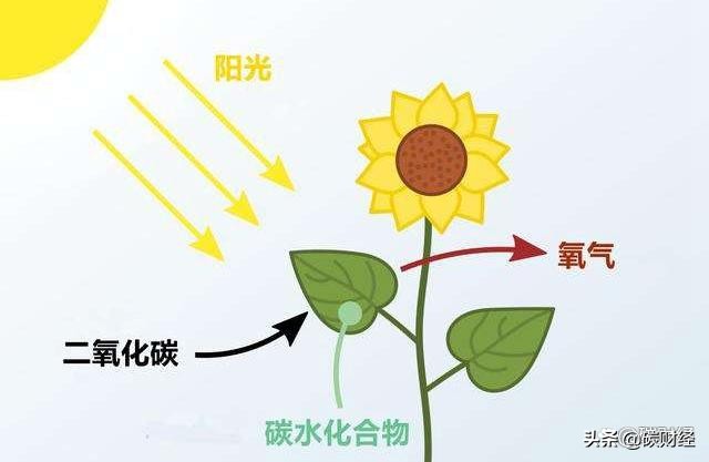 这些善于吸收二氧化碳的植物，有助于居室实现“碳中和”哦