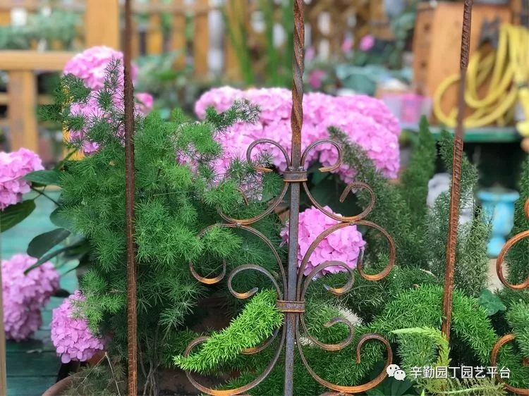 园丁奖花园组《002号》不离不弃,芳龄永继