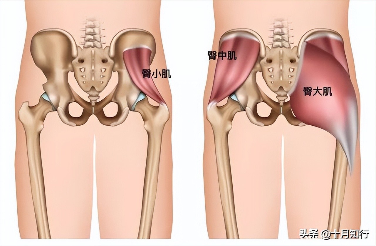 首先,了解臀部肌肉结构及其相对应的动作