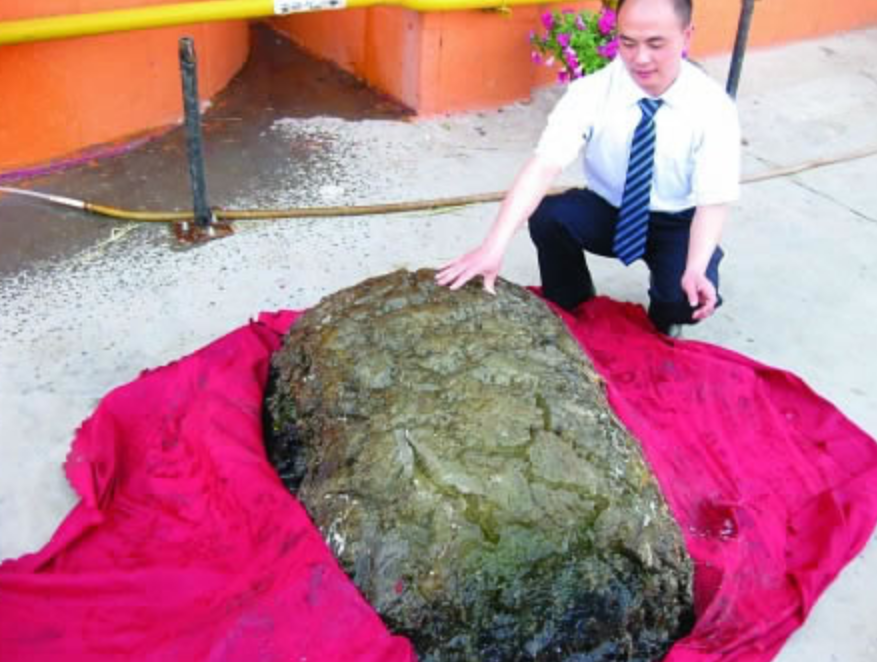 什么是太岁，不是植物不是动物的一坨“肉”，为什么能价值百万？