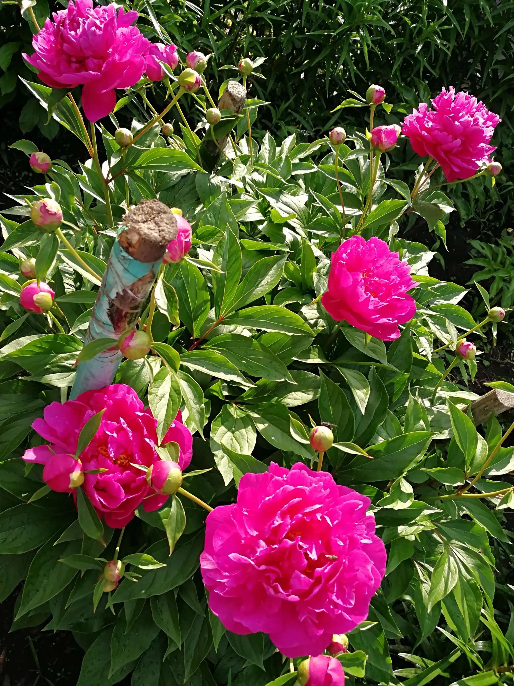 院子里养花，就养“5种”，花多颜值高很好养，变成浪漫小花园