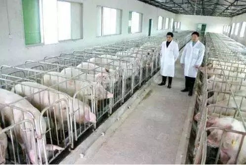 温氏集团：开了262家分公司，出了48位亿万富豪