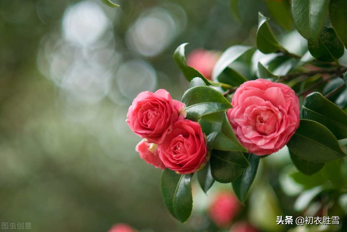 冬日茶花美诗九首：好在朱朱兼白白，一天飞雪映山茶