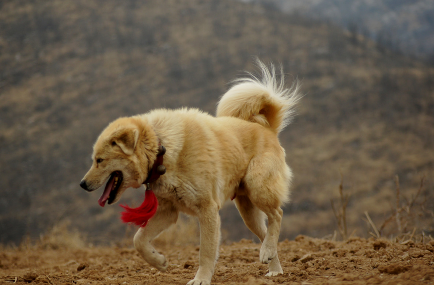 北方品系的狗,说的是从东北—黄河流域—长江中上游—云贵高原,从东北