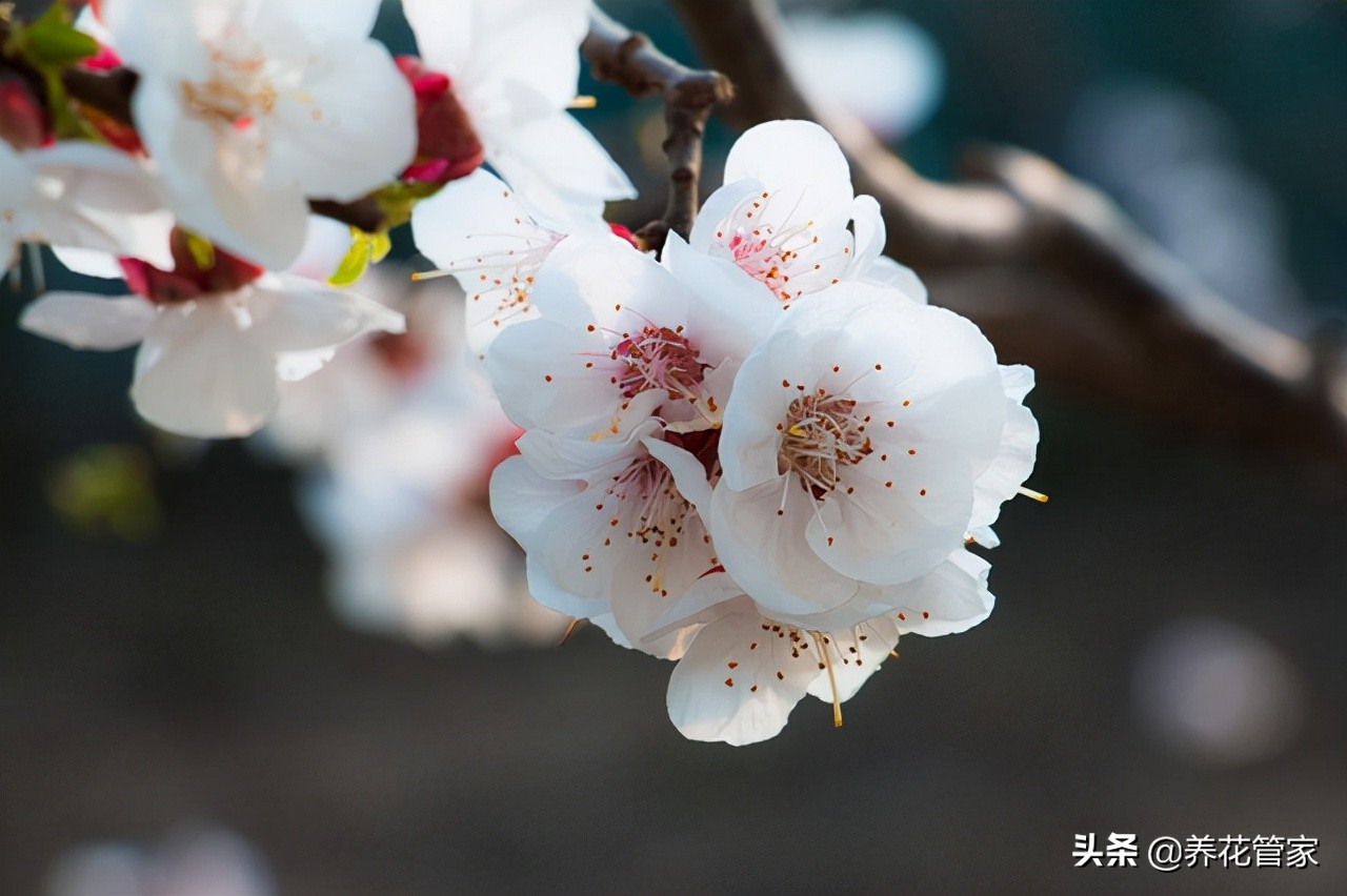 杏花落指的是什么（对杏花的简介与样貌介绍）