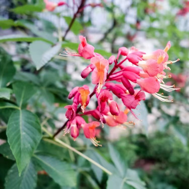 40种适合庭院花园的常见灌木植物，你认识它们吗？