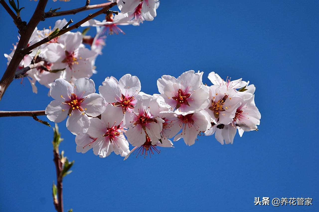 杏花落指的是什么（对杏花的简介与样貌介绍）