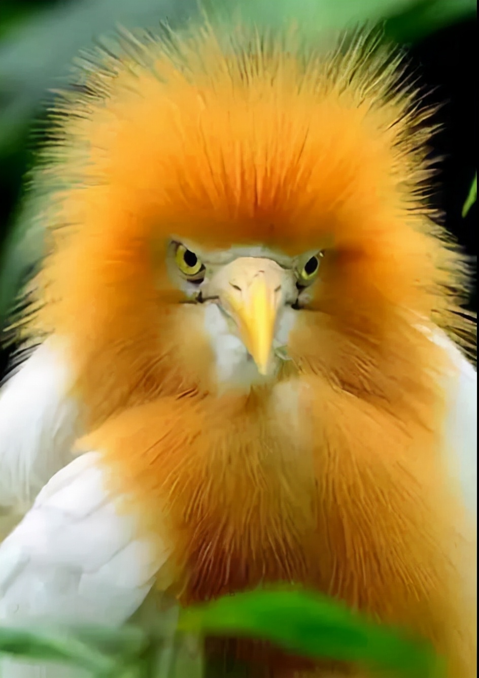 30张鸟类的美图,真是林子大了,什么鸟都有