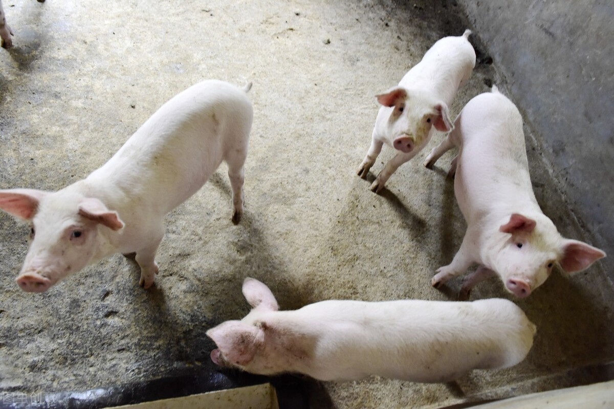 林州毛猪今日猪价，今日猪价毛猪多少钱一斤