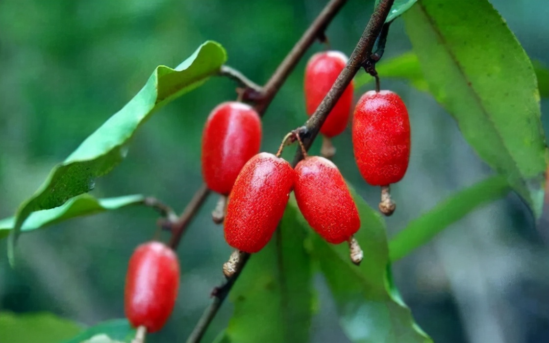 同样是一种以酸而著名的野果,羊奶果也叫牛虱子果,羊山咪树,羊奶头,这