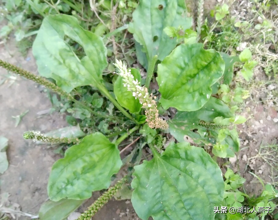 春天挖野菜，送你56种野菜大图片，带你见识不同的野菜和吃法