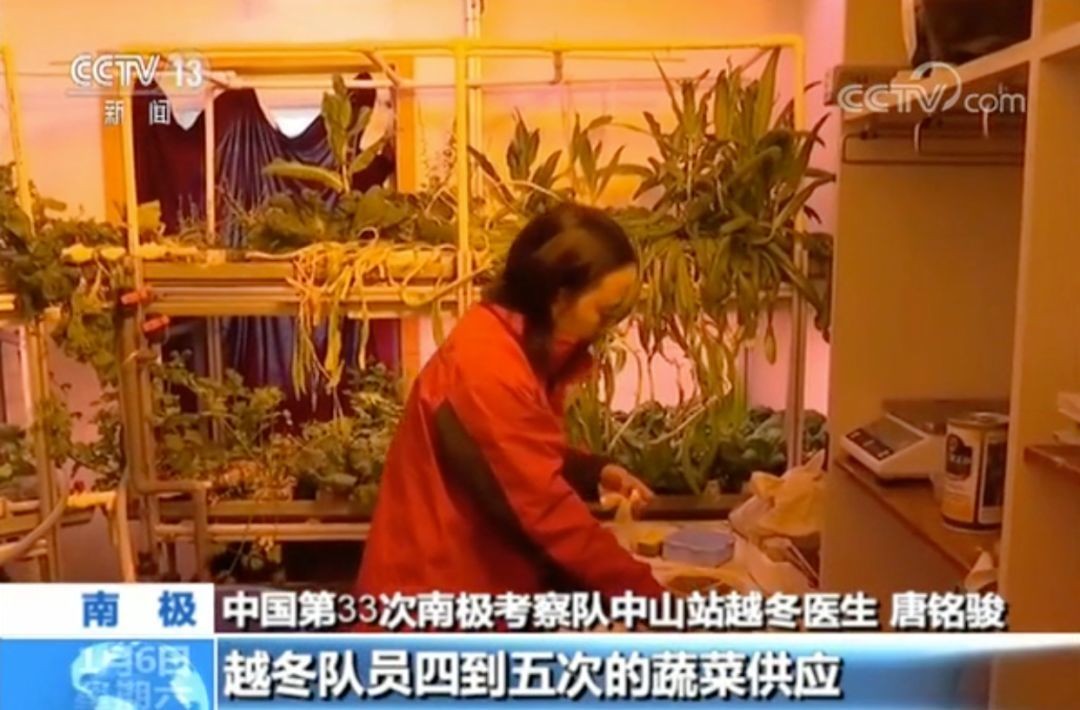中国医生在南极种菜，把俄罗斯人“馋哭”了！种菜真是种族天赋？