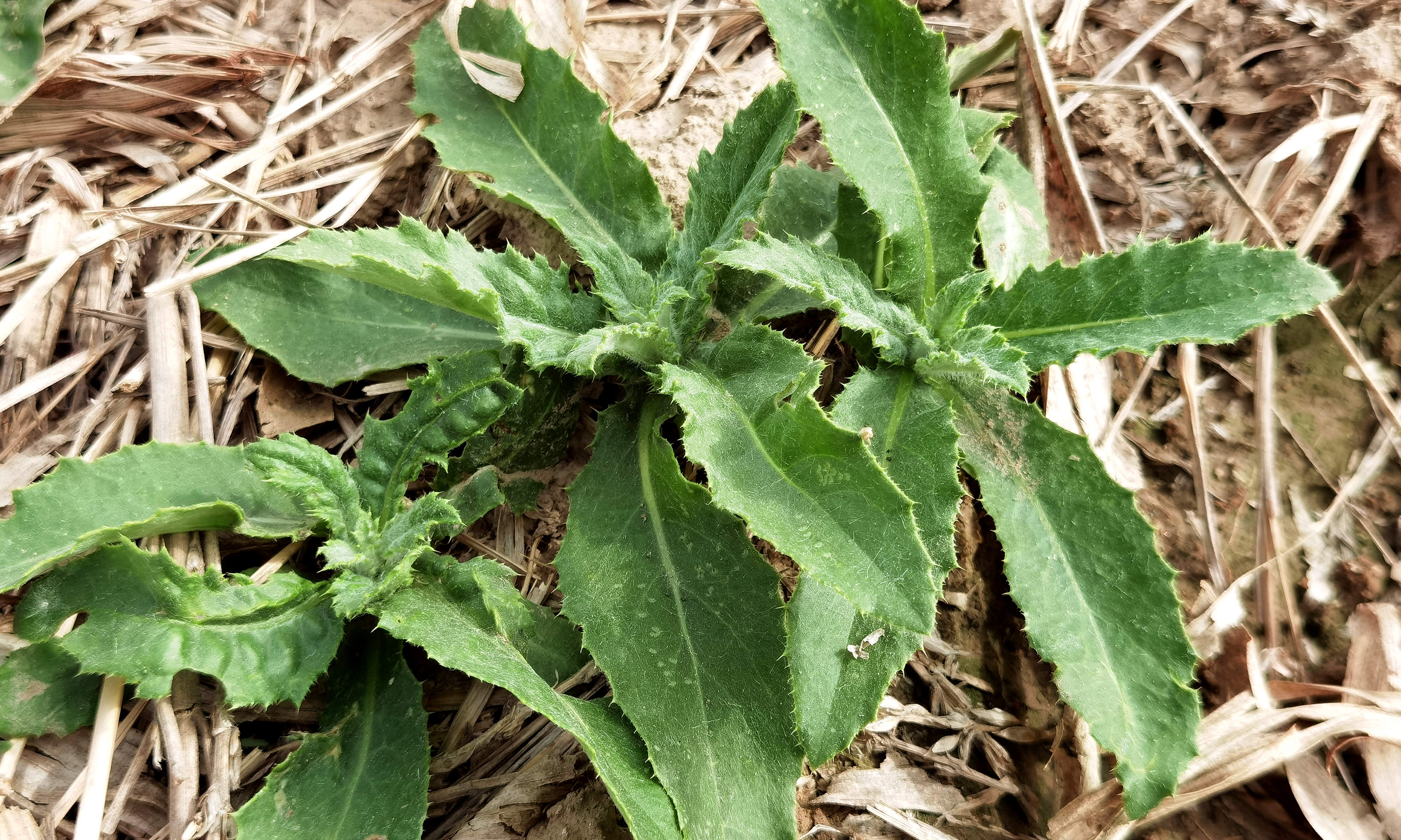 刺儿菜功效和吃法(教你做出鲜嫩营养的刺儿菜)