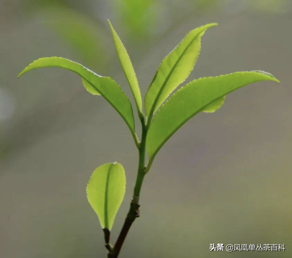 单枞的十大香型（单枞的十大香型有哪些）-第10张图片-科灵网