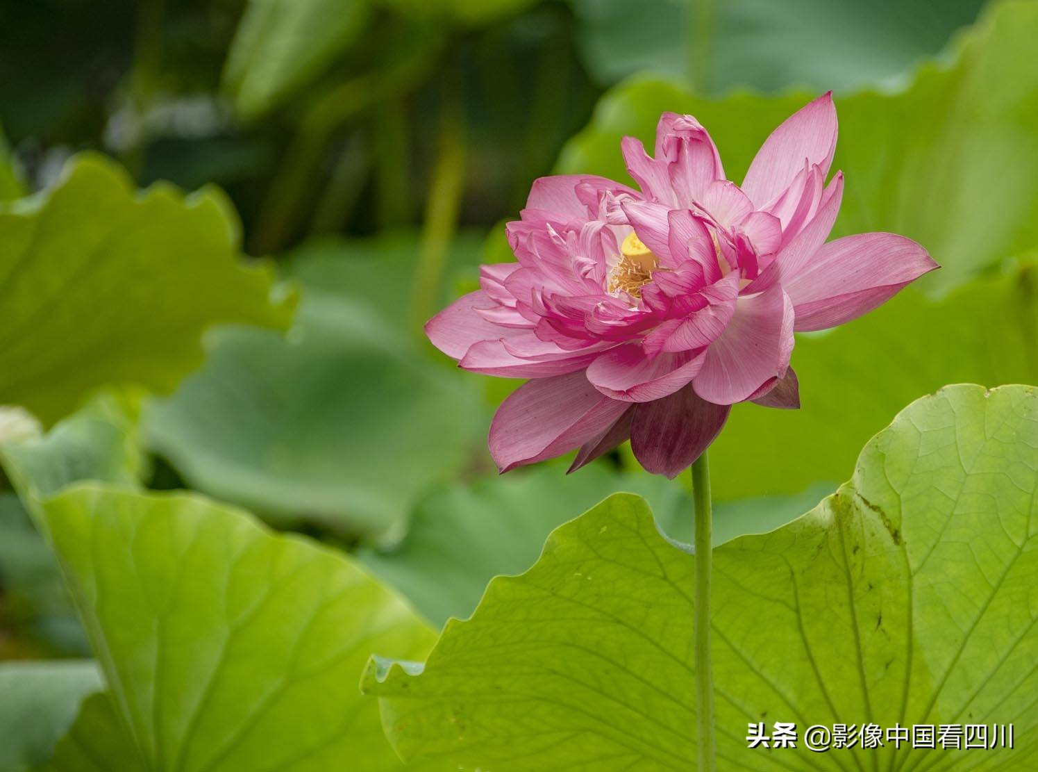 仁寿方家：映日荷花别样红