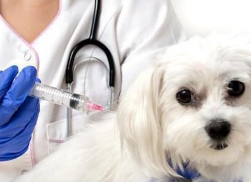 狗狗必须要打疫苗吗？看看这些不注射疫苗的后果，你看得下去吗？