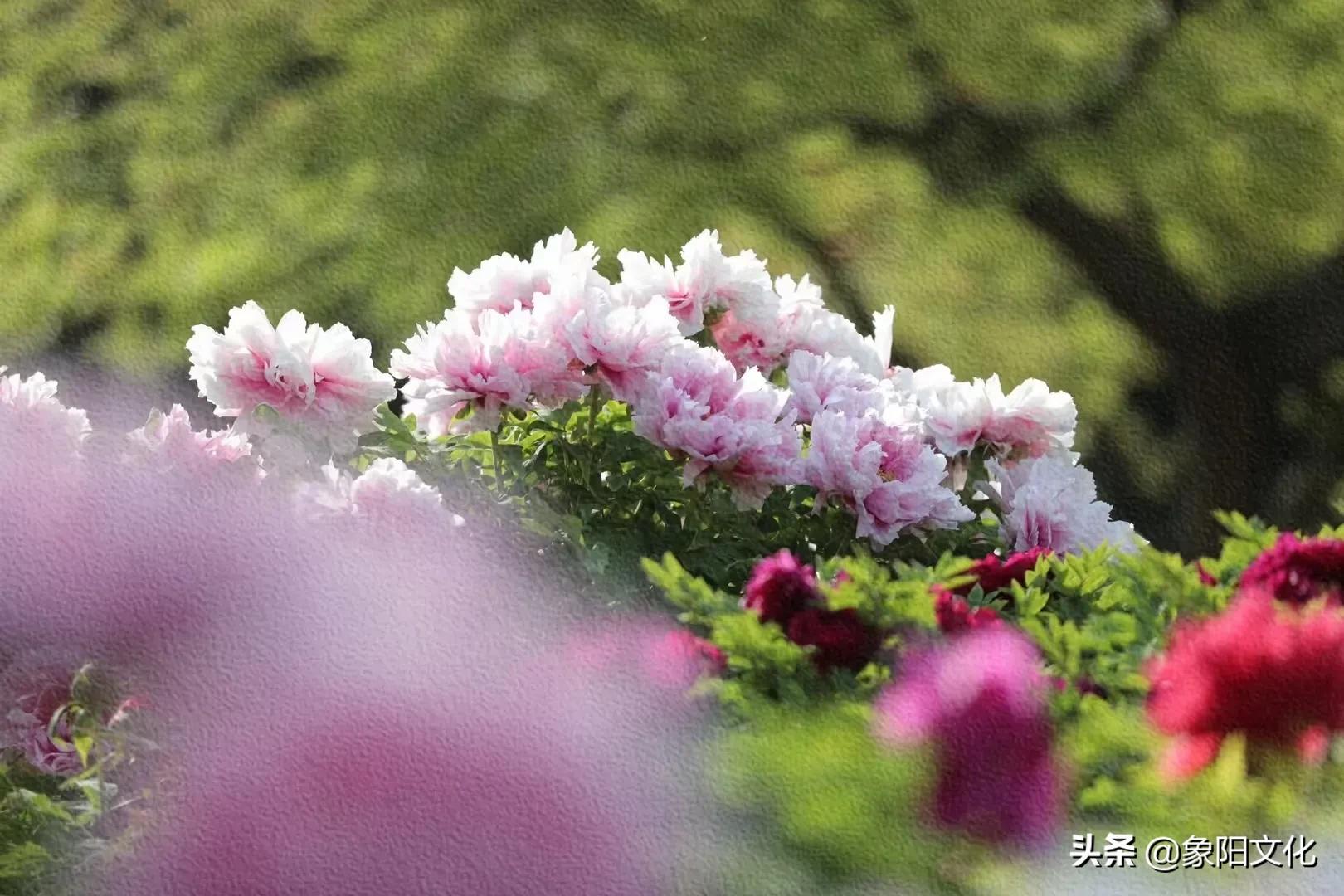 诗词/摄影欣赏：《国粹》《朱顶红》《待到山花烂漫时》「281」