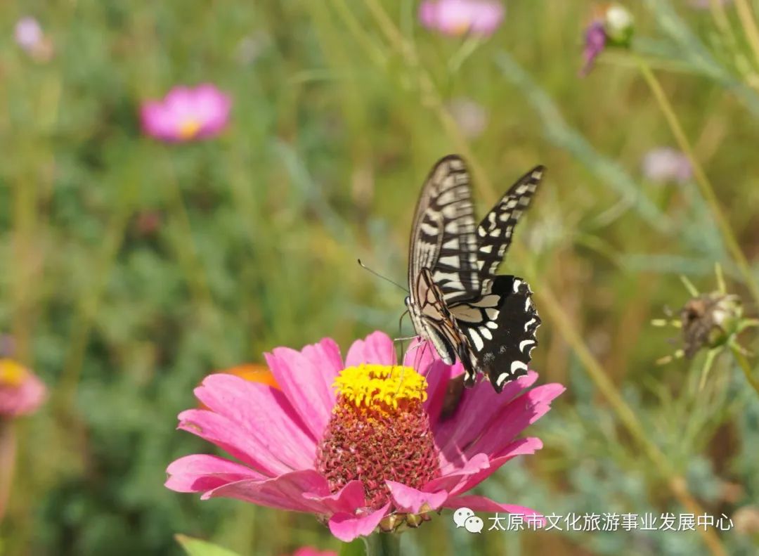 线上展览|“山河春意 锦绣太原——花的世界”主题摄影线上图片展（二十一）