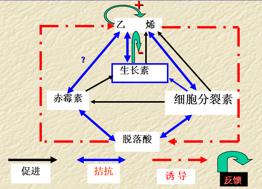 青鲜素相当于什么植物激素（青鲜素相当于什么植物激素类）-第14张图片-昕阳网