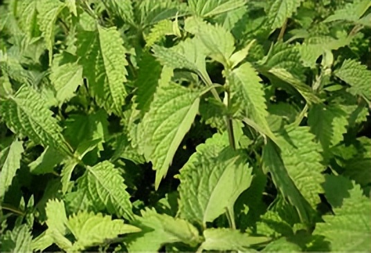 抗癌常用良药——冬凌草，清热解毒、活血止痛，适当配伍疗效好