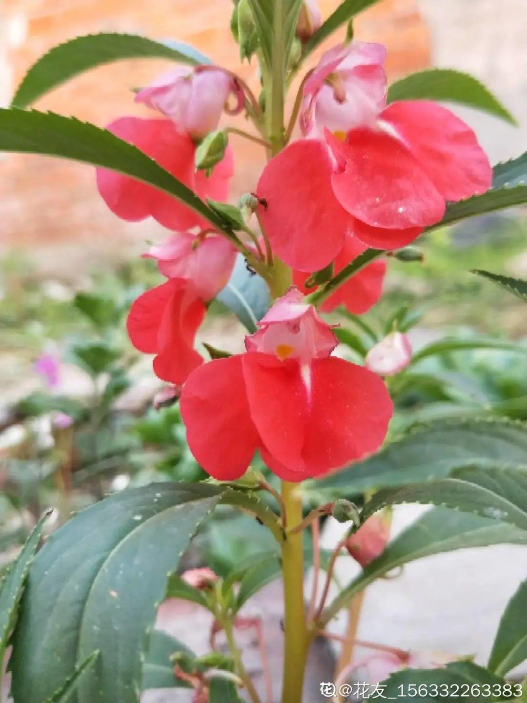 这9种"看家花",70,80后难忘记,00后不认识