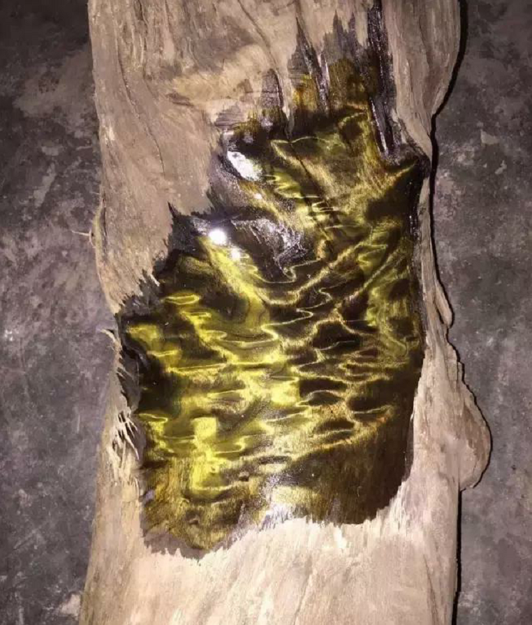 一棵金丝楠木能卖到上亿!树苗一株才10元左右,为啥却没人肯种?