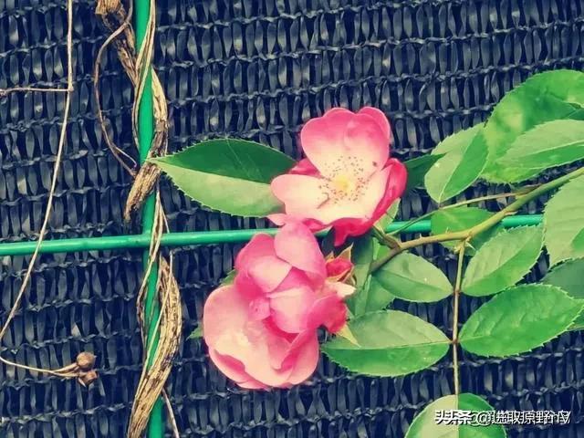 心语：临近退休的的内心感悟