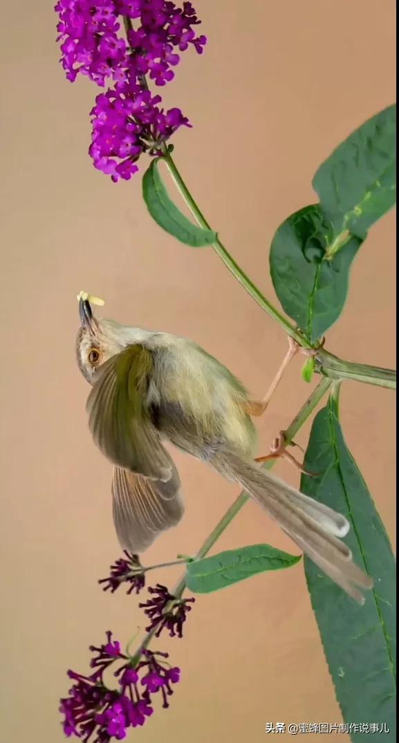 鸟语花香的意思图片