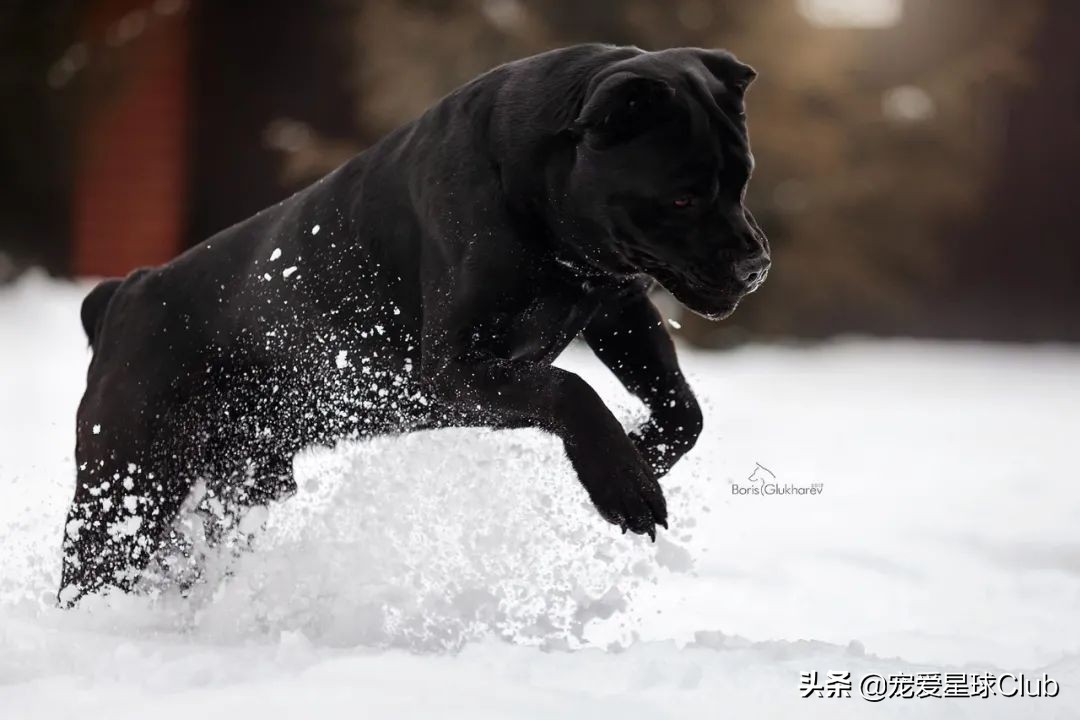 意大利护卫犬(百科 | 卡斯罗，古罗马的农场护卫萌犬)