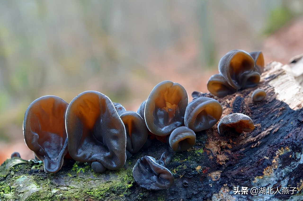 女人35岁后，要吃8种高胶原蛋白食材，易吸收不长胖，人人吃得起